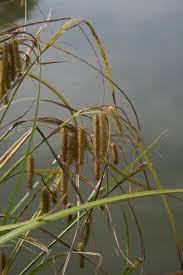 Attēlu rezultāti vaicājumam “Carex pseudocyperus”