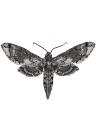 Attēlu rezultāti vaicājumam “Ostrinia nubilalis”