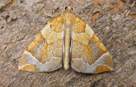 Attēlu rezultāti vaicājumam “Eulithis testata”