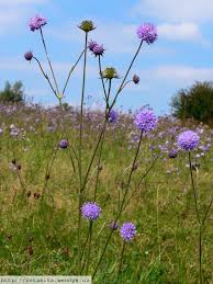 Attēlu rezultāti vaicājumam “Succisa pratensis bud”