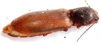 Attēlu rezultāti vaicājumam “Athous sp.”