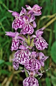 Attēlu rezultāti vaicājumam “Dactylorhiza maculata leaf”