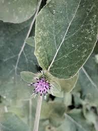 Attēlu rezultāti vaicājumam “Arctium tomentosum leaf”