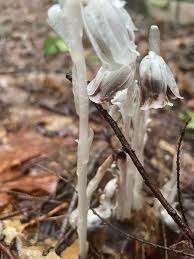 Attēlu rezultāti vaicājumam “Plantago uniflora flower”