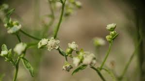 Attēlu rezultāti vaicājumam “Ambrosia artemisiifolia bud”