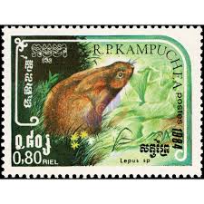 Attēlu rezultāti vaicājumam “Lepus sp.”