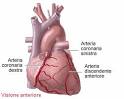 Le arterie <b>coronarie</b>