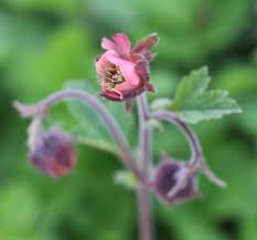 Image result for Geum rivale