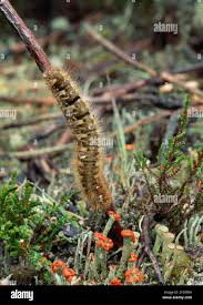 Attēlu rezultāti vaicājumam “Lasiocampa quercus larva”