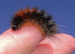 Attēlu rezultāti vaicājumam “Parasemia plantaginis”