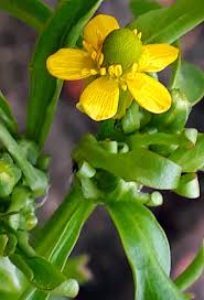 Attēlu rezultāti vaicājumam “Ranunculus sceleratus leaf”
