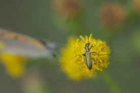 Attēlu rezultāti vaicājumam “Chrysanthia geniculata”