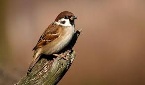 Image result for Passer montanus