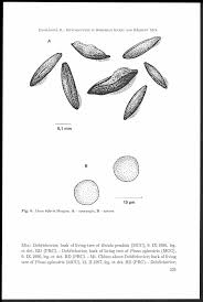 Attēlu rezultāti vaicājumam “Licea minima sessile”