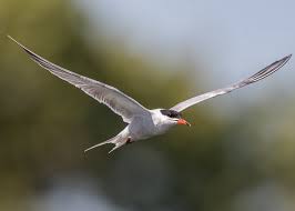 Image result for Sterna hirundo