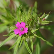 Attēlu rezultāti vaicājumam “Geranium dissectum leaf”