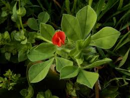 Image result for Lotus tetragonolobus