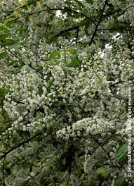 Attēlu rezultāti vaicājumam “Prunus padus var. roseiflora”