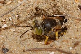 Attēlu rezultāti vaicājumam “Bembix rostrata”