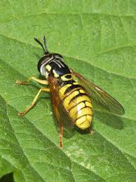Attēlu rezultāti vaicājumam “Chrysotoxum sp.”
