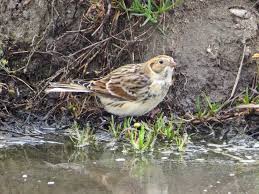 Image result for Calcarius lapponicus