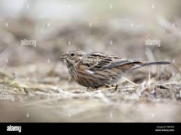 Image result for Emberiza leucocephalos