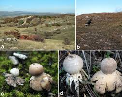 Attēlu rezultāti vaicājumam “Geastrum”