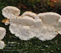 Attēlu rezultāti vaicājumam “Antrodia serialis”