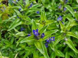 Attēlu rezultāti vaicājumam “Gentiana cruciata”