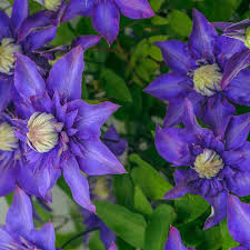 Image result for clematis multi blue