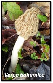 Attēlu rezultāti vaicājumam “Verpa bohemica”