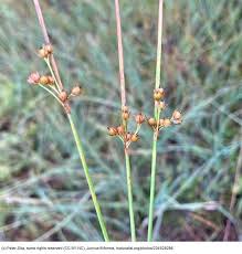 Attēlu rezultāti vaicājumam “Juncus filiformis”