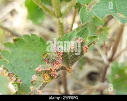 Attēlu rezultāti vaicājumam “Puccinia urticata”
