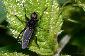Attēlu rezultāti vaicājumam “Bibionidae”