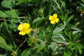 Image result for Potentilla tormentilla