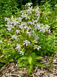 Attēlu rezultāti vaicājumam “Saponaria officinalis”