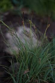 Attēlu rezultāti vaicājumam “Carex globularis”
