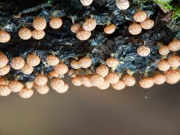 Attēlu rezultāti vaicājumam “Diderma montanum macro”