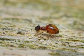 Attēlu rezultāti vaicājumam “Diderma roanense macro”