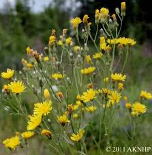 Attēlu rezultāti vaicājumam “Crepis tectorum flower”
