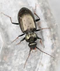 Attēlu rezultāti vaicājumam “Loricera pilicornis”