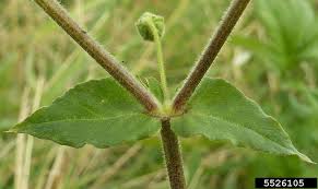 Attēlu rezultāti vaicājumam “Myosoton aquaticum”