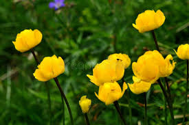 Attēlu rezultāti vaicājumam “Trollius europaeus leaf”