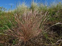 Attēlu rezultāti vaicājumam “Corynephorus canescens”