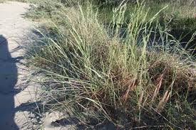 Attēlu rezultāti vaicājumam “Festuca arenaria”