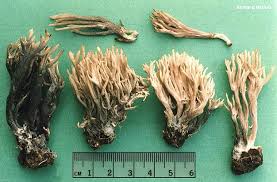 Attēlu rezultāti vaicājumam “Clavulina coralloides”