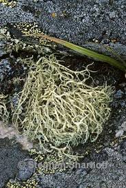 Attēlu rezultāti vaicājumam “Evernia divaricata”