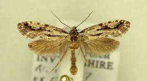 Attēlu rezultāti vaicājumam “Tineidae”