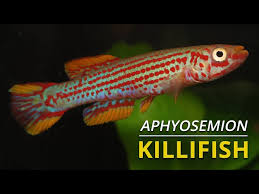 Image result for Aphyosemion