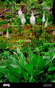 Attēlu rezultāti vaicājumam “Plantago media flower”